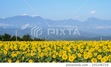 Sunflower field (Yamanashi Prefecture, Hokuto City, Akeno) 105246729