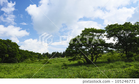 Kirigamine's Yashima Marsh in Suwa City, Nagano Prefecture (summer vacation) 105246771