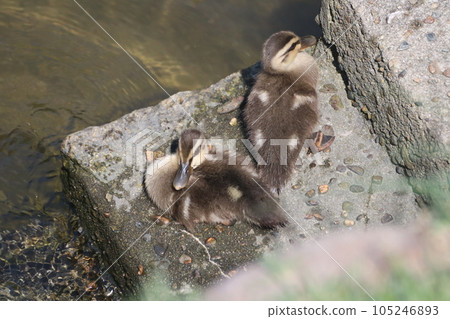 Spot-billed duck chicks sunbathing Spot-billed duck chicks sunbathing 105246893