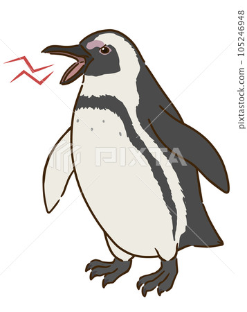 angry cape penguin angry cape penguin 105246948