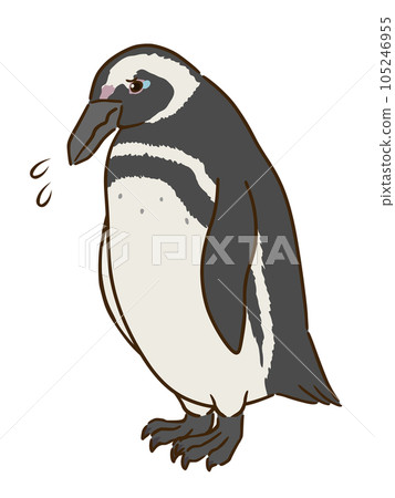 sad magellanic penguin sad magellanic penguin 105246955