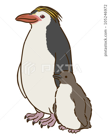 royal penguin family royal penguin family 105246972