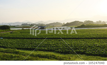 Summer in Nobeyama, Minamimaki Village, Minamisaku District, Nagano Prefecture (highland vegetables and Mt. Yatsugatake) Summer in Nobeyama, Minamimaki Village, Minamisaku District, Nagano Prefecture (highland vegetables and Mt. Yatsugatake) 105247040