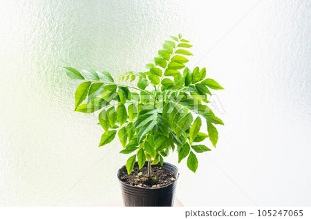 curry leaf seedlings curry leaf seedlings 105247065