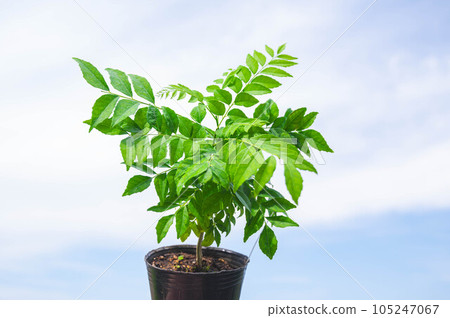 curry leaf seedlings curry leaf seedlings 105247067