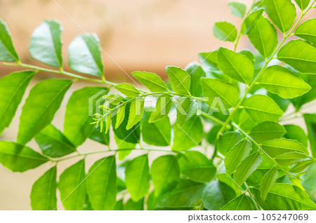 Young shoots of curry leaves Young shoots of curry leaves 105247069