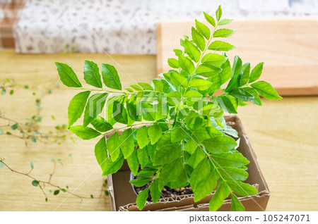 咖哩樹苗 咖哩樹苗 105247071