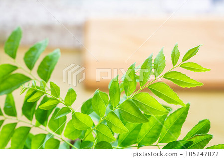 curry leaves curry leaves 105247072