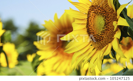 Sunflower field (Yamanashi Prefecture, Hokuto City, Akeno) Sunflower field (Yamanashi Prefecture, Hokuto City, Akeno) 105247125