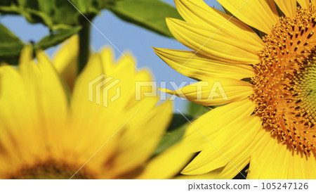 Sunflower field (Yamanashi Prefecture, Hokuto City, Akeno) Sunflower field (Yamanashi Prefecture, Hokuto City, Akeno) 105247126