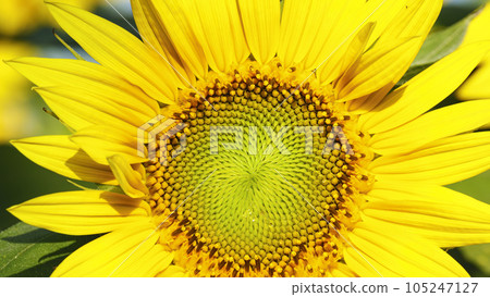 Sunflower field (Yamanashi Prefecture, Hokuto City, Akeno) 105247127