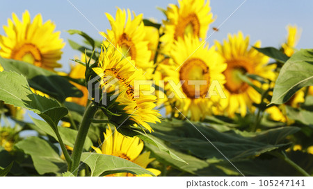 Sunflower field (Yamanashi Prefecture, Hokuto City, Akeno) Sunflower field (Yamanashi Prefecture, Hokuto City, Akeno) 105247141