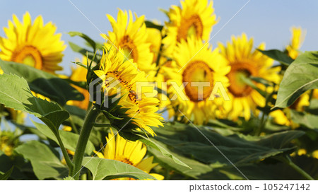 Sunflower field (Yamanashi Prefecture, Hokuto City, Akeno) Sunflower field (Yamanashi Prefecture, Hokuto City, Akeno) 105247142