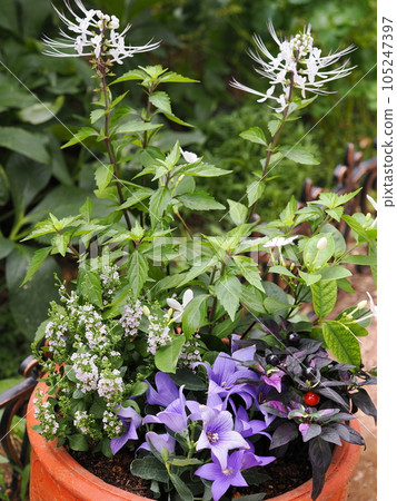 Group planting of flowers using bellflowers Group planting of flowers using bellflowers 105247397