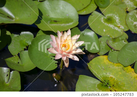 睡蓮花圖像 105247783