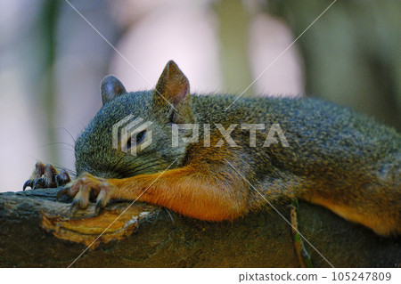 Japanese squirrel getting tired of the heat Japanese squirrel getting tired of the heat 105247809