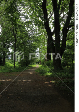 Landscape of a small path in the refreshing forest of Koishikawa Botanical Garden 105247883
