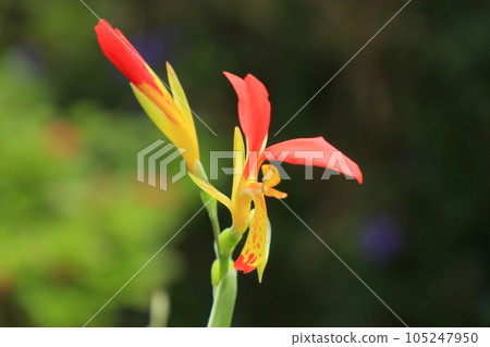 形狀奇特的花朵,紅色和黃色形成鮮明對比 形狀奇特的花朵,紅色和黃色形成鮮明對比 105247950