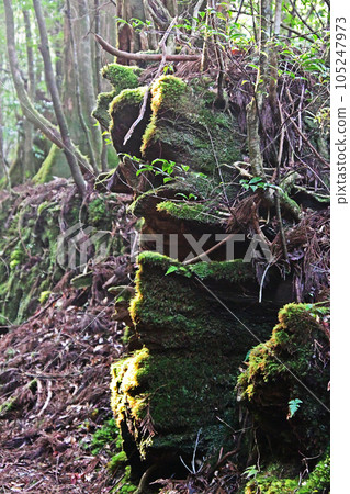 屋久杉原始森林、繩文杉徒步路線 105247973