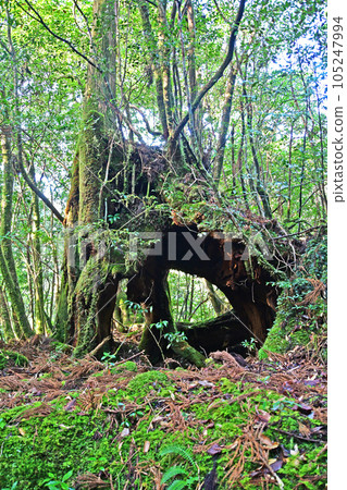 Yakusugi virgin forest, Jomonsugi trekking course 105247994