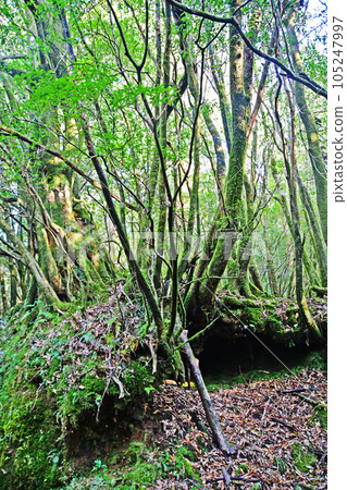 Yakusugi virgin forest, Jomonsugi trekking course Yakusugi virgin forest, Jomonsugi trekking course 105247997