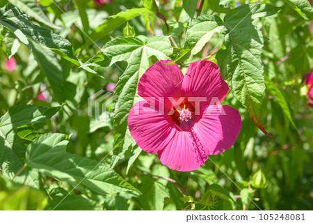 titanbicus flower summer flower image 105248081