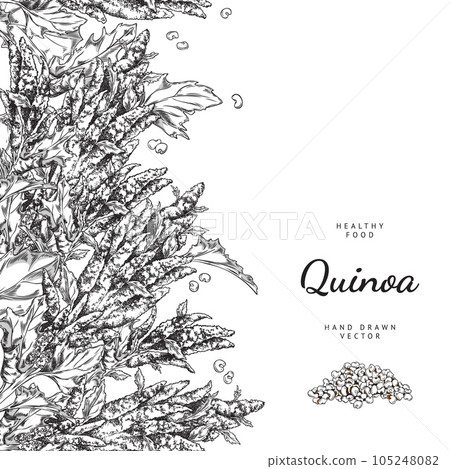 Engraved quinoa ripe branch with flowers, leaves and pile of raw seeds, grains hand drawn vector poster design template 105248082