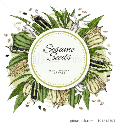 Sesame seeds spices circle label design sketch vector illustration isolated. Sesame seeds spices circle label design sketch vector illustration isolated. 105248101