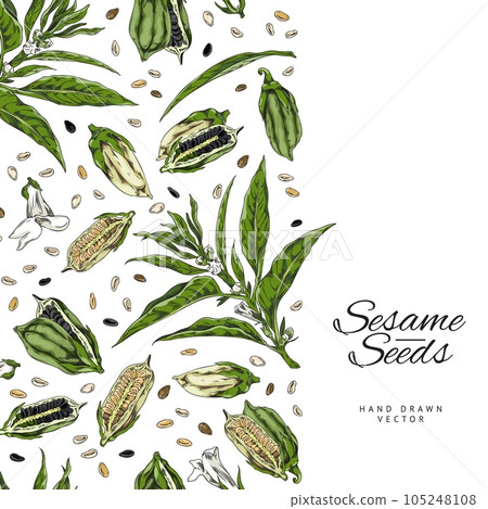 Seamless border with hand drawn sesame seeds, pods and flowers sketch style 105248108