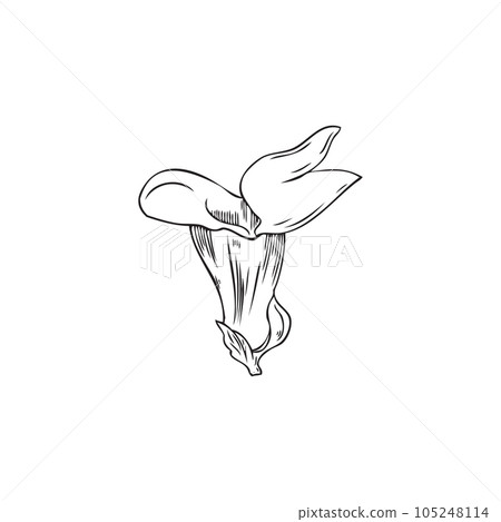Hand drawn monochrome sesame flower sketch style, vector illustration 105248114