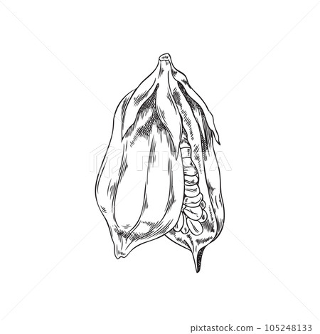 Hand drawn monochrome hanging sesame opened sesame pod with seeds 105248133