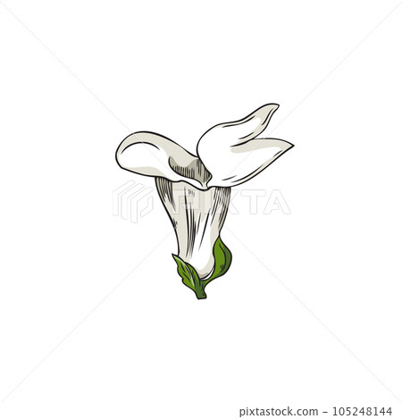 Sesame flower plant, white beautiful delicate flower vector isolated illustration, hand drawn color floral icon sketch 105248144
