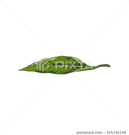 Green leaf in hand drawn sketch style, vector illustration isolated on white background. 105248146
