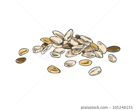 Sesame seeds pile vector illustration, spices, organic food, raw grains, natural condiment color corns hand drawn 105248155