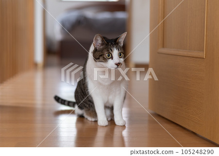 A cat staring at a pheasant cat 105248290