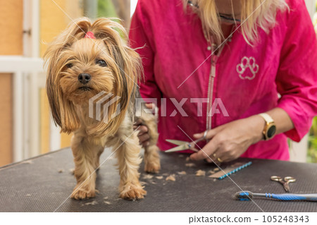 Trimming the hind legs of Yorkshire terrier . 105248343