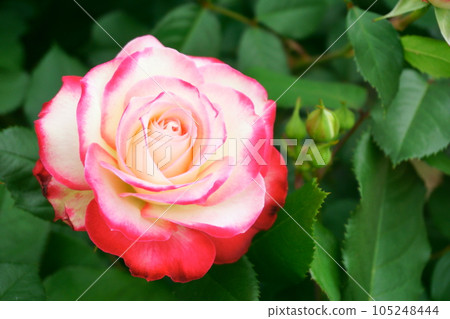漸變色 玫瑰 Jubilee du Prince de Monaco 6 漸變色 玫瑰 Jubilee du Prince de Monaco 6 105248444