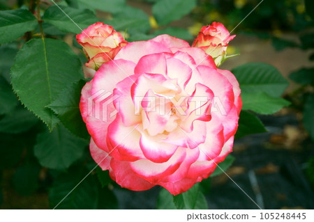 漸變色玫瑰 Jubilee du Prince de Monaco 5 漸變色玫瑰 Jubilee du Prince de Monaco 5 105248445