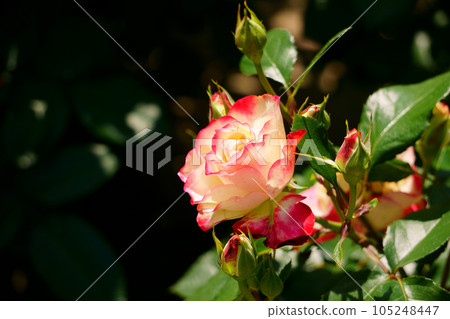漸變顏色 玫瑰 Jubilee du Prince de Monaco 3 漸變顏色 玫瑰 Jubilee du Prince de Monaco 3 105248447