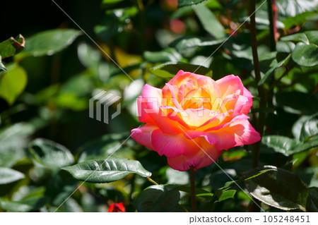 漸變色 玫瑰淺雲 2 105248451