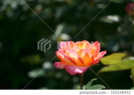 漸變色 玫瑰淺雲 1 漸變色 玫瑰淺雲 1 105248452