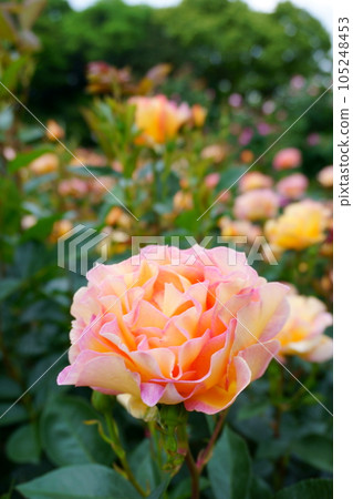 漸變顏色 玫瑰 La Parisienne 5 漸變顏色 玫瑰 La Parisienne 5 105248453