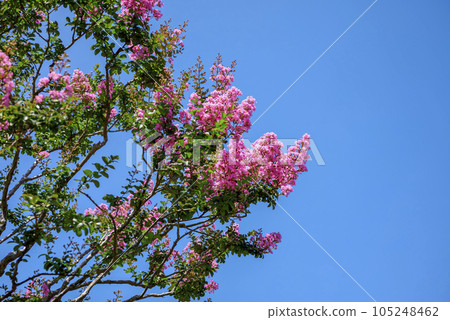 紫薇花藍天圖片 105248462