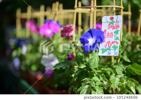 Iriya morning glory festival 105248606