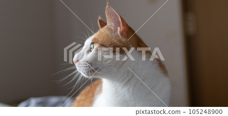 Staring cat, brown tabby white Staring cat, brown tabby white 105248900