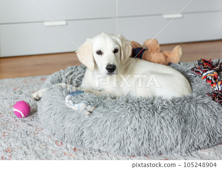 A puppy of a golden retriever is resting in a dog bed. 105248904