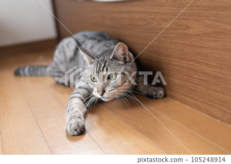 Lying cat Sabatora cat Lying cat Sabatora cat 105248914
