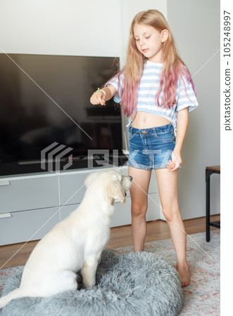 Little girl playing with a golden retriever puppy at home. Little girl playing with a golden retriever puppy at home. 105248997