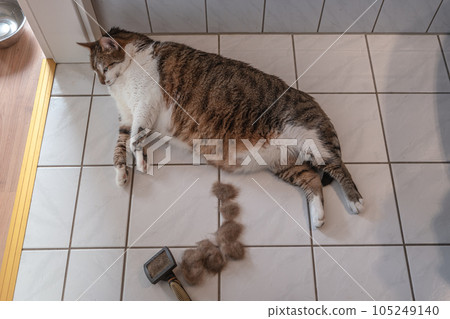 Portrait of a big cute domestic cat is sleeping at the floor in a bathroom and his hairs were comb out by a brusher Portrait of a big cute domestic cat is sleeping at the floor in a bathroom and his hairs were comb out by a brusher 105249140