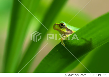 tree frog looking up 105249193